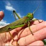 Tropidacris Grasshopper