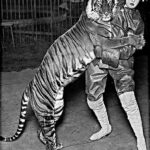 Very probably Bali tiger (Panthera tigris balica) in Ringling Bros circuss with tamer Rose Flanders Bascom. Photo taken before 1915