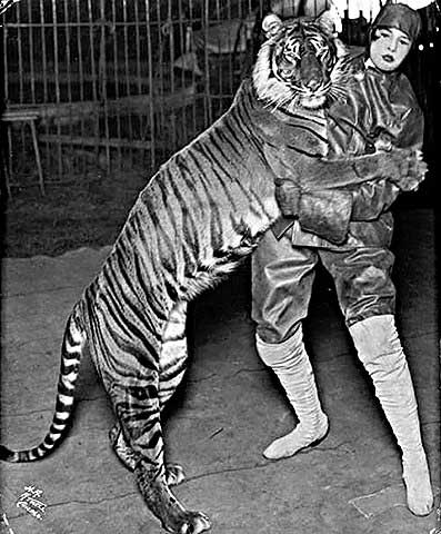 Very probably Bali tiger (Panthera tigris balica) in Ringling Bros circuss with tamer Rose Flanders Bascom. Photo taken before 1915