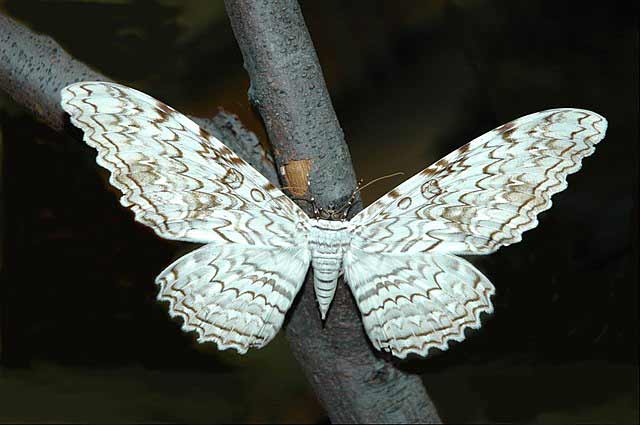 White Witch Moth (Thysania agrippina)