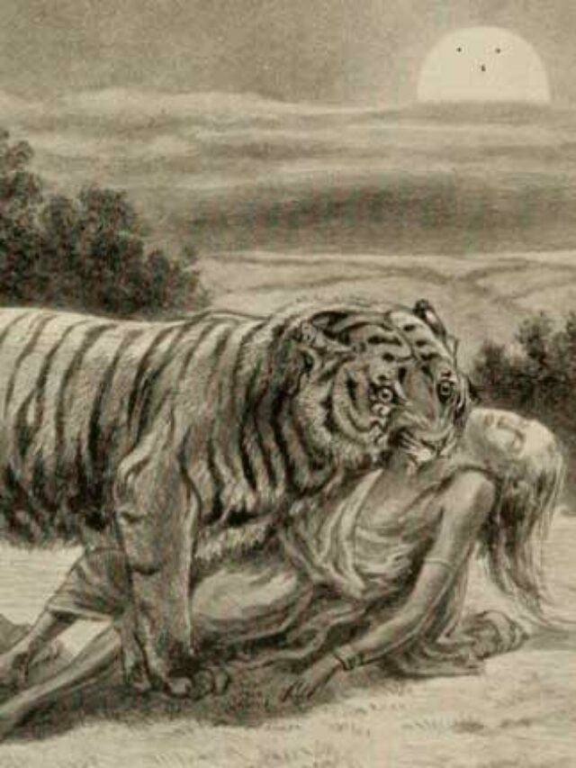 tiger killed a girl