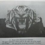 head of champawat maneater tiger