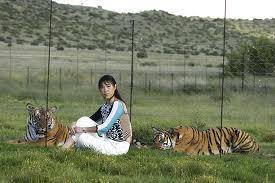 li quan and tigers