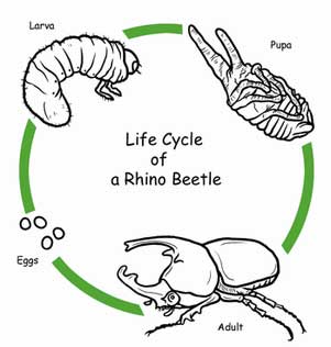 life cycle of Rhinoceros Beetle (Dynastinae)