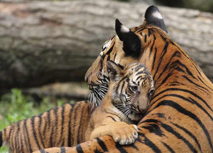 malayan tiger with cub