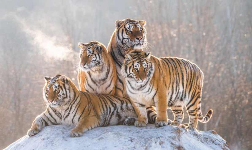 siberian tiger group