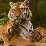 siberian tiger with cubs