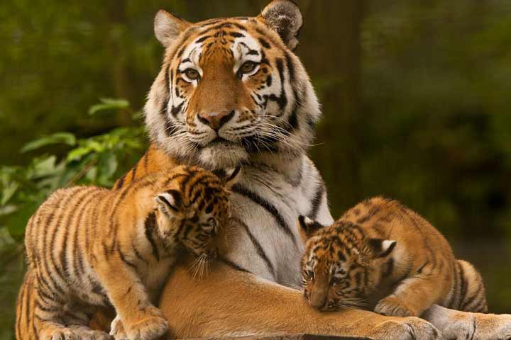 siberian tiger with cubs