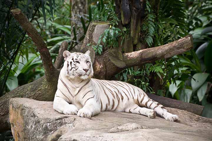 sitting white tiger