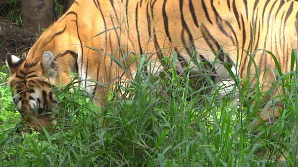 Tiger Eat Grass
