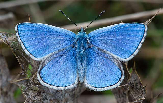 A male Adonis blue (Polyommatus bellargus) butterfly in Foissac, Aveyron, France