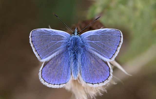 Common blue butterfly (Polyommatus icarus) male, Lowbury Hill, Oxfordshire