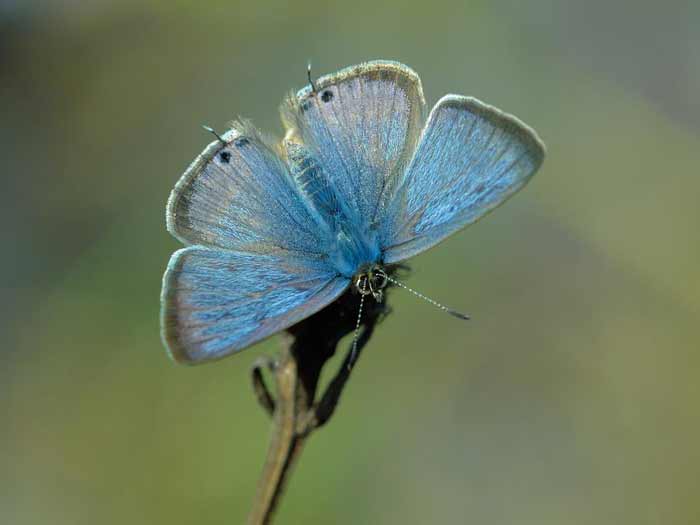 Long-Tailed Blue Butterfly