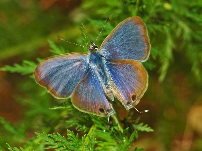 Pea Blue Butterfly