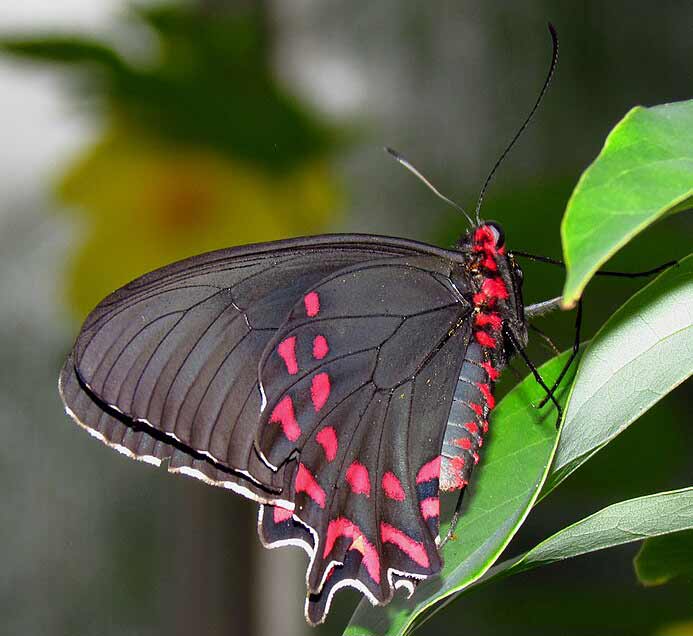 Pink-spotted Cattleheart (Parides photinus), Carleton University, Butterfly Exhibition