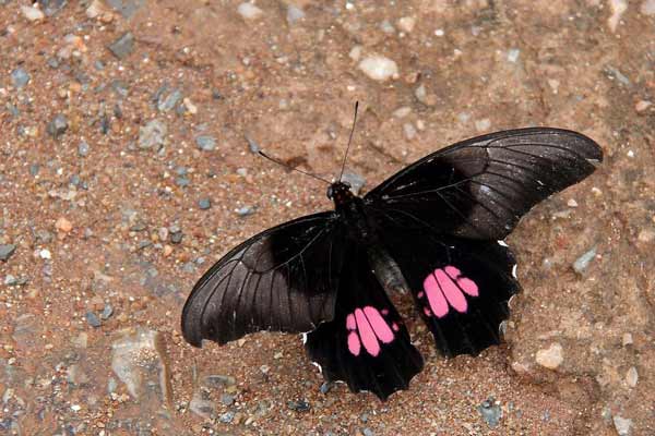 Ruby Spotted Swallowtail