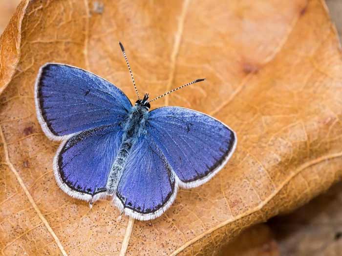 Short-Tailed Blue Butterfly