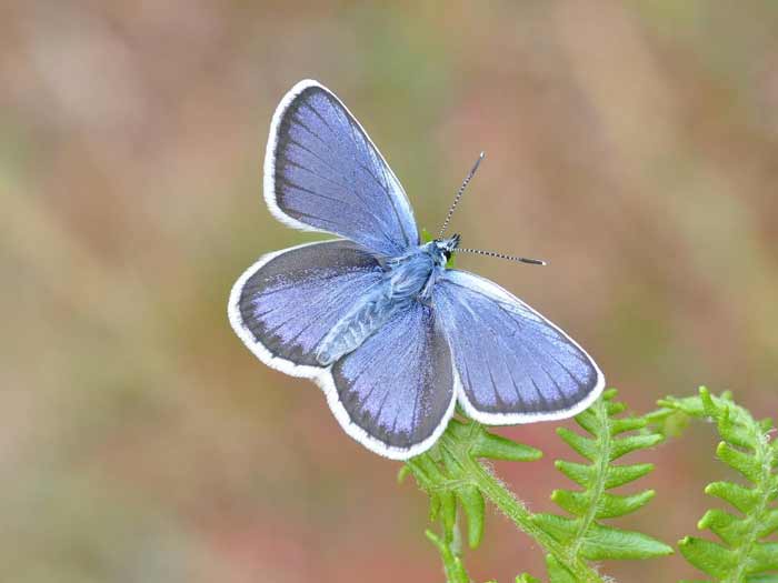 Silvery Blue Butterfly