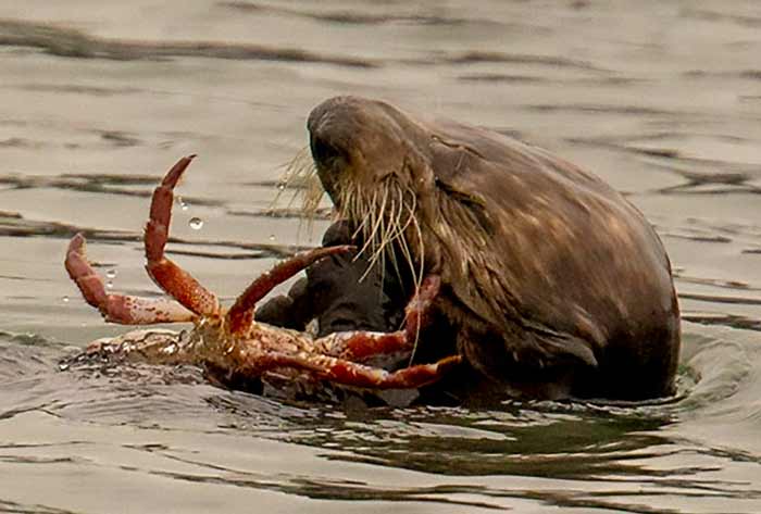 A sea otter eating a crab 