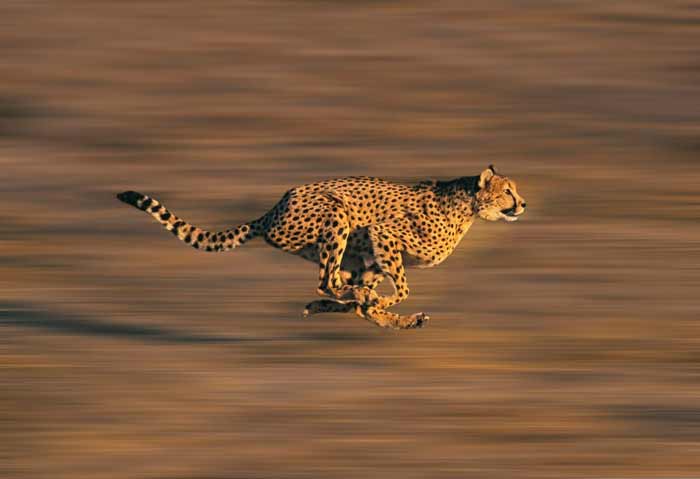 Adult Cheetah running through Savannah