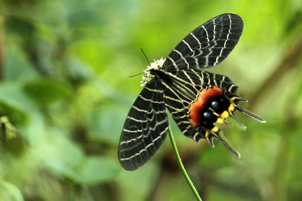 Bhutan Glory Butterfly