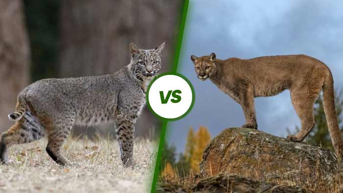 Bobcat vs Mountain Lion