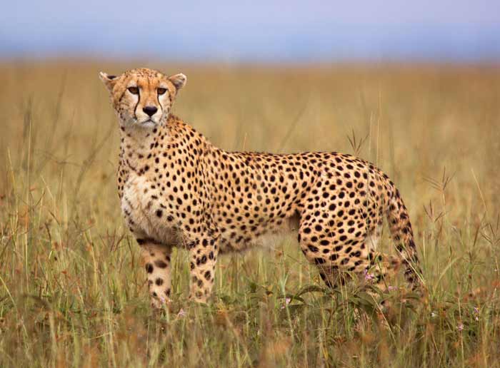 Cheetah in open savannah