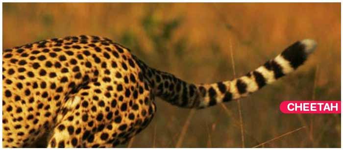 Cheetah's Tail