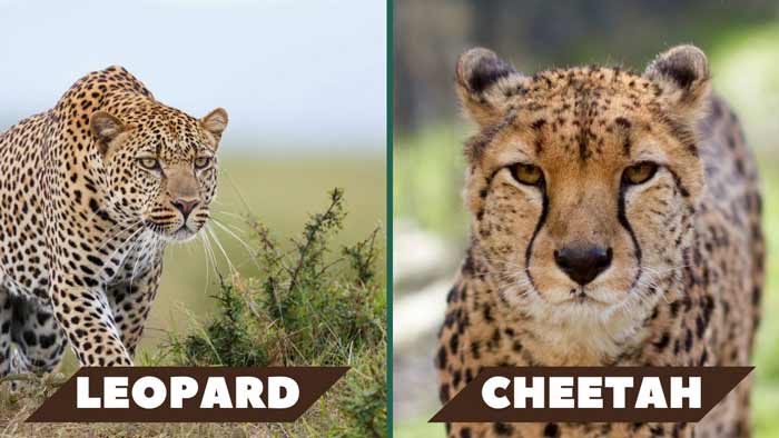 Cheetah vs Leopard Facial Markings
