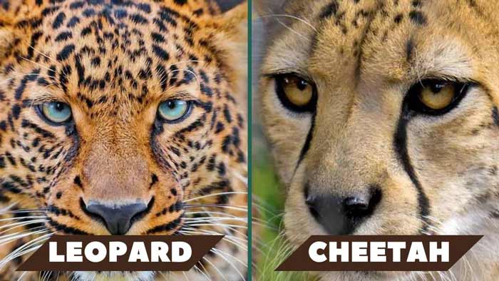 Cheetah vs Leopard: Eyes