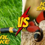 Coral Snake vs King Snake
