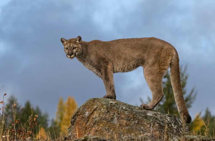 Cougar Standing on Boulder in Autumn Setting Blue Sky Captive
