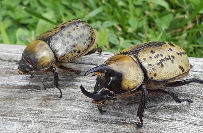 Eastern Hercules Beetles