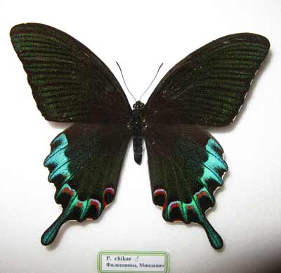Luzon Peacock Swallowtail(Papilio chikae)