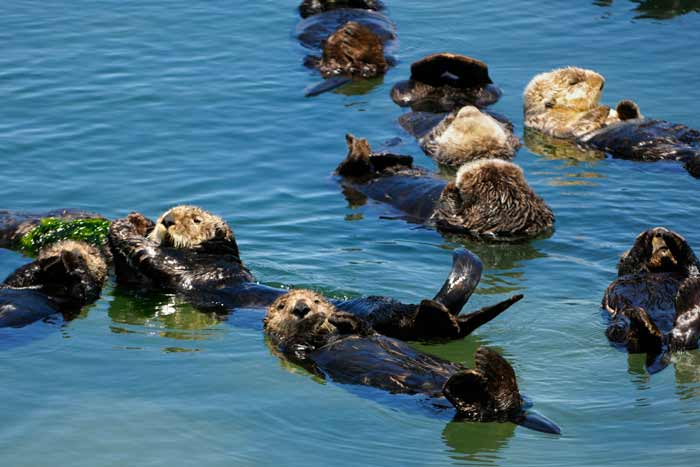 Many Wild Sea Otters Resting in Calm Ocean Water