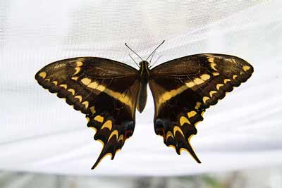 Schaus' Swallowtail Butterfly