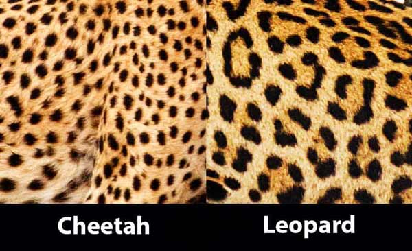 cheetah vs leopard spots