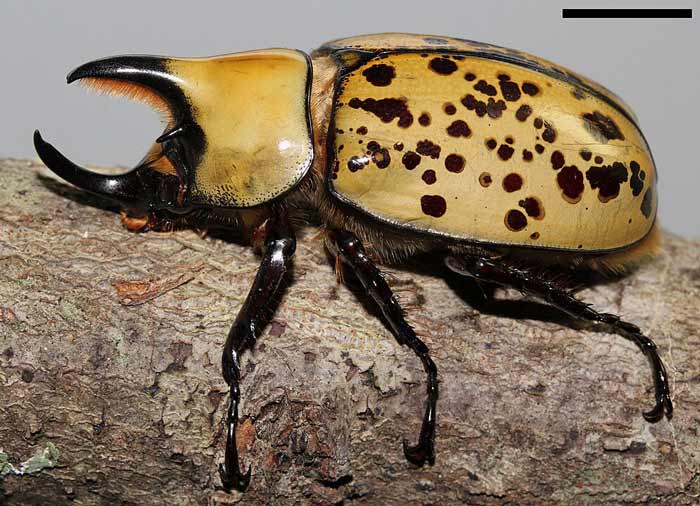 An adult male eastern Hercules beetle (Dynastes tityus)