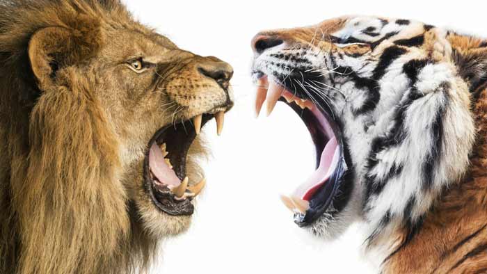 Tiger vs Lion