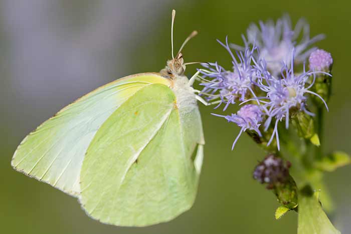 A Lyside Sulphur butterfly feeding from a wildflower at the National Butterfly Center