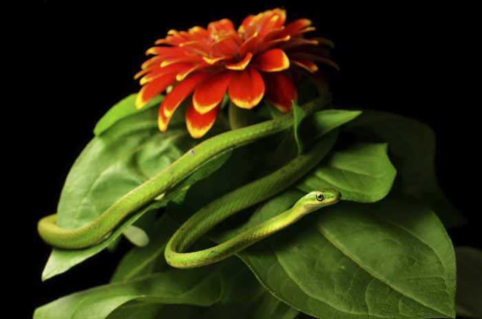 A Rough Green Snake (Opheodrys Aestivus) wrapped around an orange and yellow Zinnia