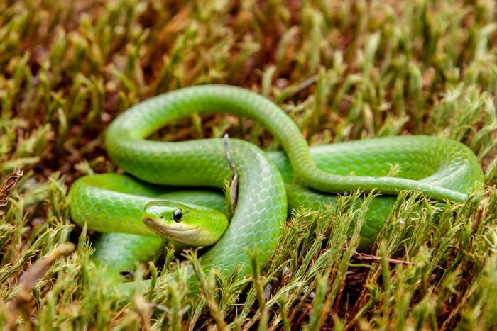 A close up of a Smooth Green Snake in natural habitat