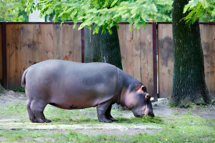 A large hippo eats green grass near large oaks