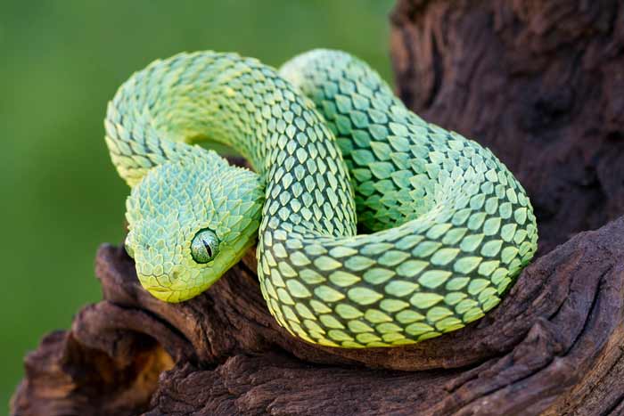 African Bush Viper Coiled to Strike