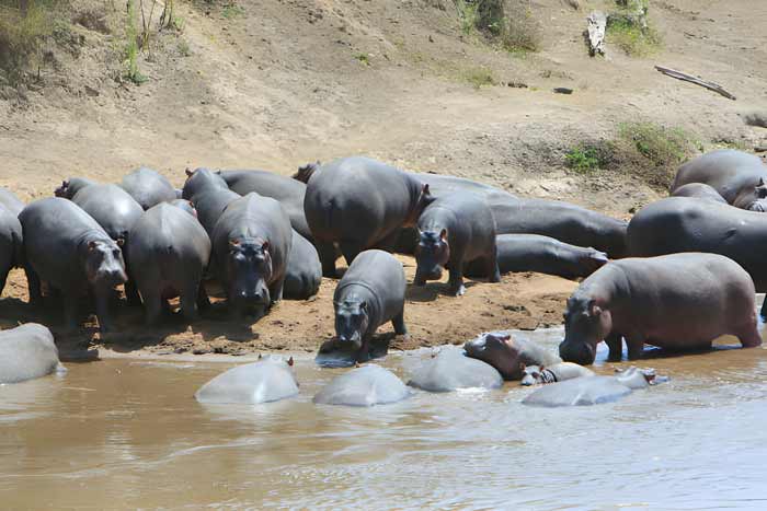 Bloat of hippopotamus in the Mara river