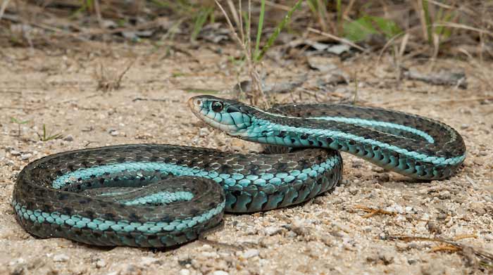 Blue-Striped Garter Snake