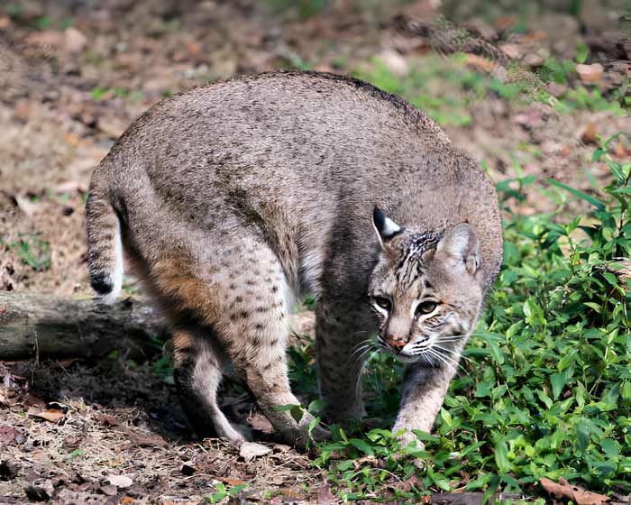 Bobcat animal foraging and displaying brown fur, head, ears, eyes, nose, mouth, paws, tail in its environment and surrounding with bokeh backgroud and foliage