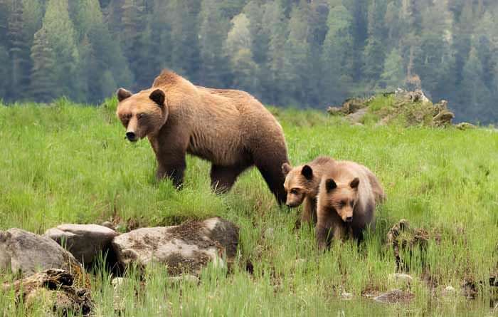 Brown Bear, Ursus arctos Khutzeymateen Provincial Park, Great Bear Rainforest