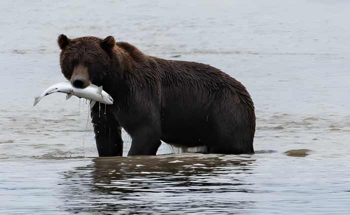Brown bear (Ursus arctos) catching salmon