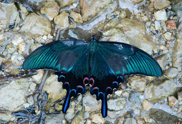 Chinese peacock swallowtail butterfly drinks from the small water spot between rocks, the view from the top